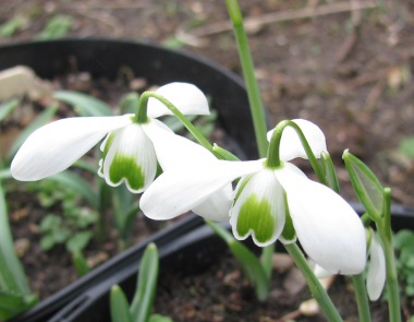 Galanthus 'Jacquenetta'